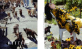 Blonde_CoverstoryKatzen-1